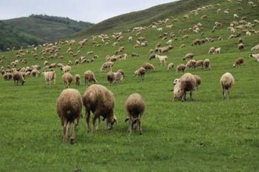 佛弟子们奔波上千公里，救下三百多只正送屠宰场的羊，送往内蒙古大草原放生