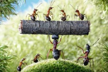 感恩来到我家的这群蚂蚁，它们在助缘我修行啊！