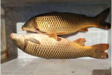 如何快速鉴别野生鱼和人工养殖鱼？