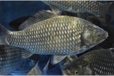 如何快速鉴别野生鱼和人工养殖鱼？