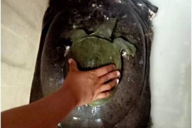 六十多斤重“百岁龟王”放生记